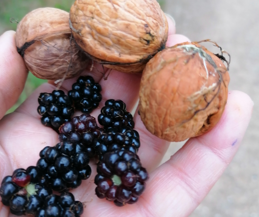 świeżo zerwane Jerzyny i orzechy